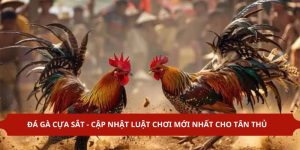 Đá Gà Cựa Sắt - Cập Nhật Luật Chơi Mới Nhất Cho Tân Thủ