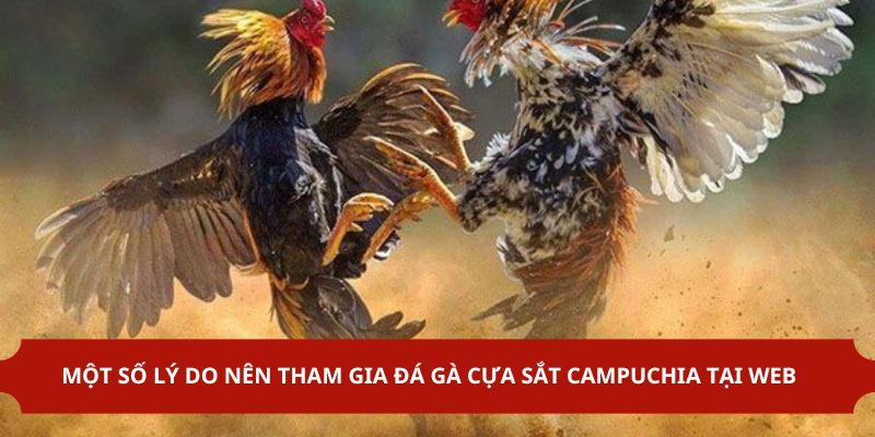 Lý do nên tham gia chơi đá gà campuchia tại abc8