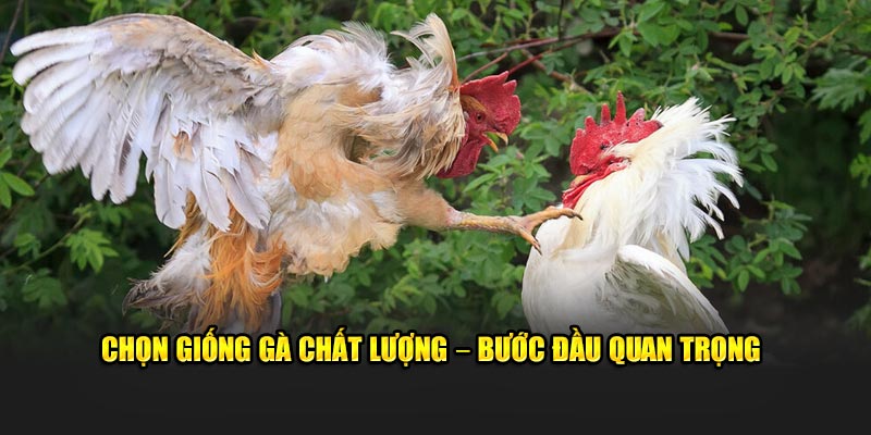Chọn Giống Gà Chất Lượng – Bước Đầu Quan Trọn