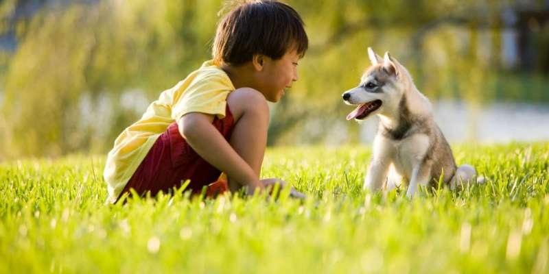 Một vài giấc chiêm bao về chó phổ biến nhất hiện nay